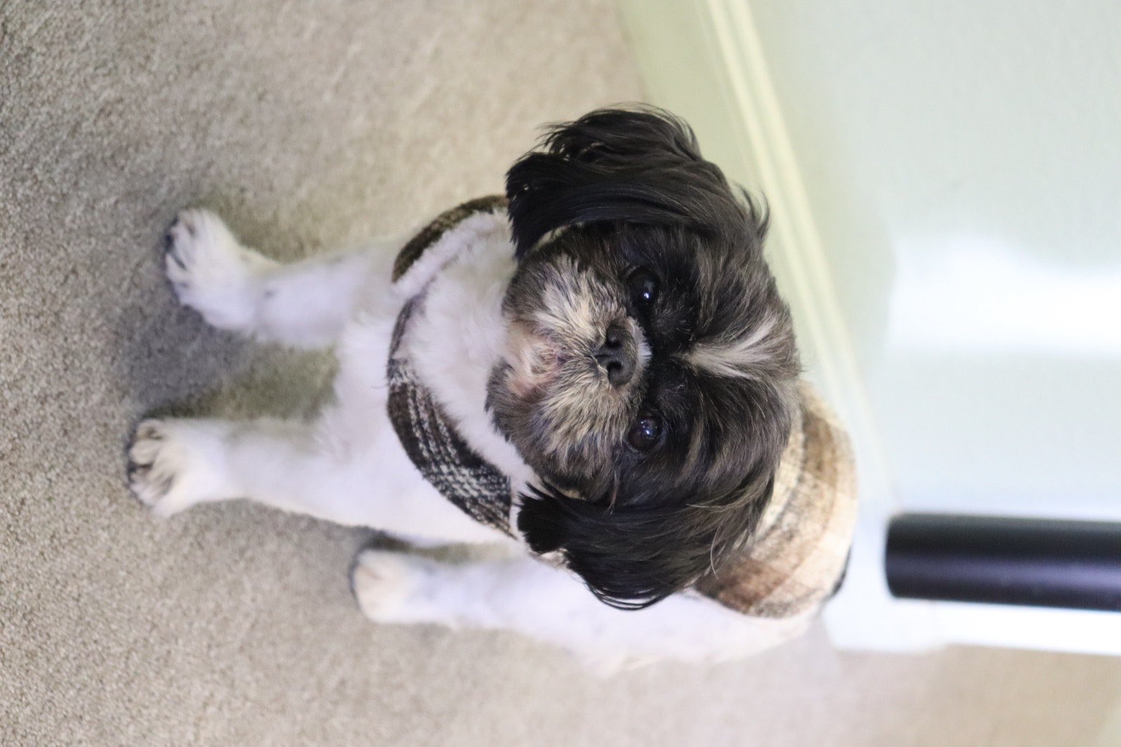 The clinic's Shih Tzu